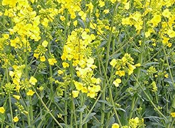 Yellow Rape Flower Seeds for Planting, 100 pcs