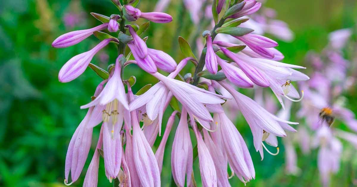 Hosta Flower Seeds Heirloom Non GMO Planting - 100 pcs for planting in home garden