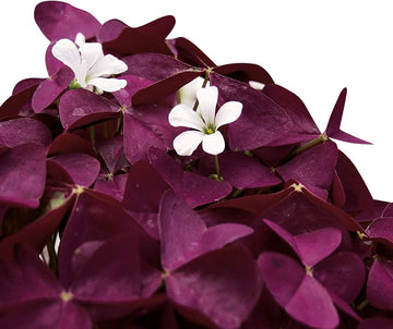 Oxalis Corymbosa Flower Seeds – Heirloom, Non-GMO Seeds for Planting Colorful Garden Blooms