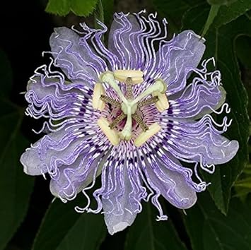 Organic Heirloom Non-GMO Purple Passiflora Flower Seeds for Planting – Exotic Passion Vine