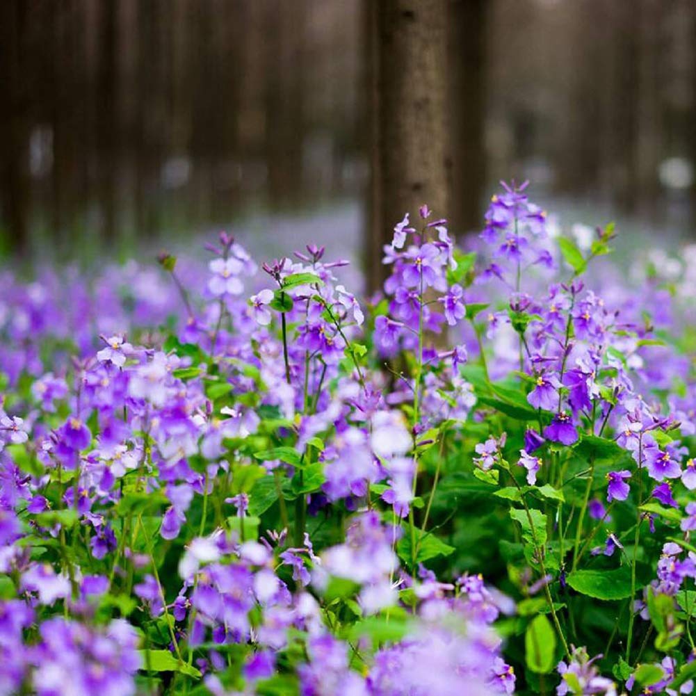 Heirloom Non-GMO Orychophragmus Flower Seeds for Planting – Delicate Purple Spring Garden Blooms - Non-GMO for planting in home garden