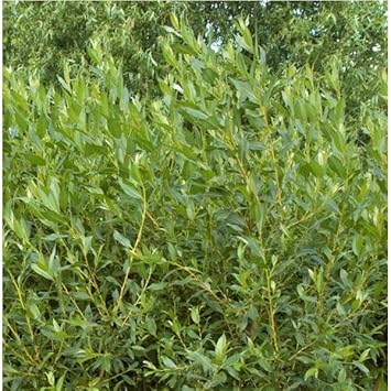 Flame Willow Plant Seeds for Planting - NON GMO Seeds