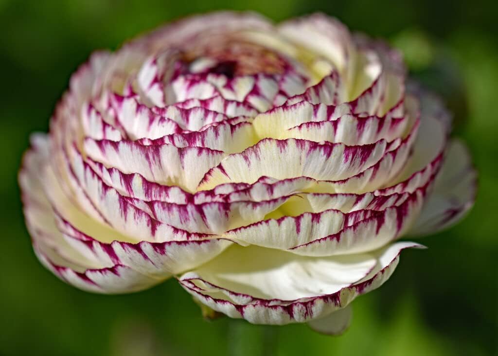 Heirloom Non-GMO White Purple Ranunculus Flower Seeds for Planting ƒ?? Rare Bloom Variety for planting in your garden.