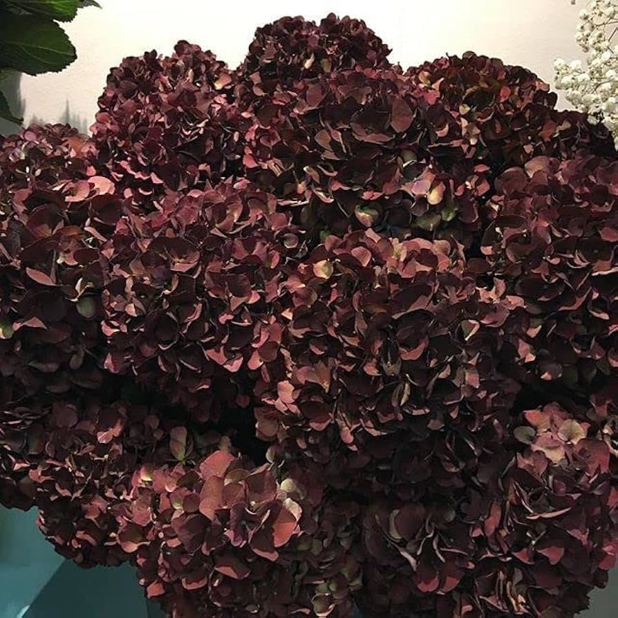 Heirloom Non-GMO Chocolate Hydrangea Flower Seeds for Planting – Rare Blooming Seeds seeds for planting in home garden