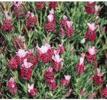 Red Lavender Flower Seeds for Planting - NON GMO Seeds