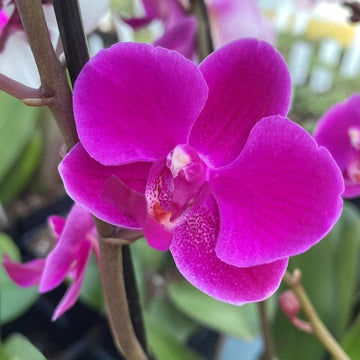 Violet Phalaenopsis Orchid Seeds for Planting - NON GMO Seeds