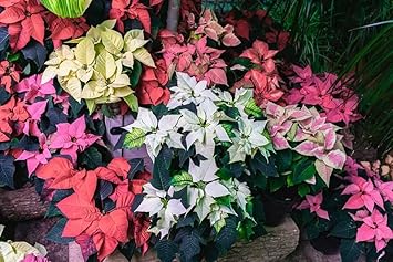 Heirloom Non-GMO Multi-Colored Poinsettia Flower Seeds for Planting ƒ?? Vibrant Holiday Blooming Seeds