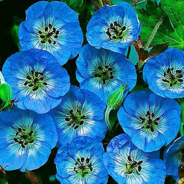Heirloom Non-GMO Blue Geranium Flower Seeds ƒ?? Rare Blooms for Planting