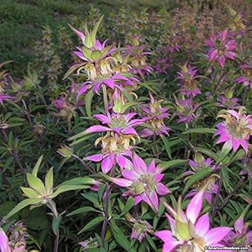 Purple Monarda Punctata Flower Seeds 100 Pcs pcs