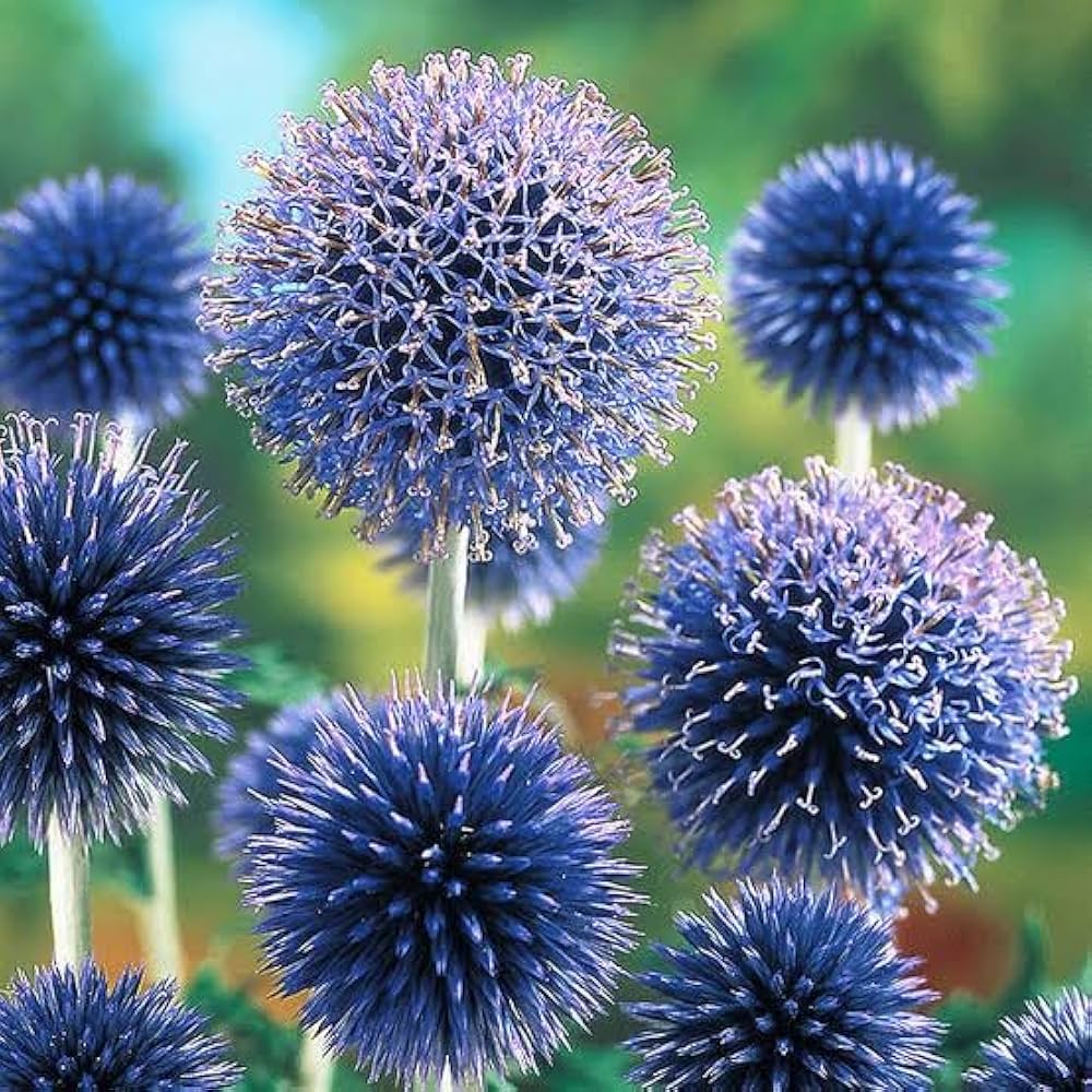 Blue Ritro Flower Seeds for Planting - 100 pcs for planting in your garden.
