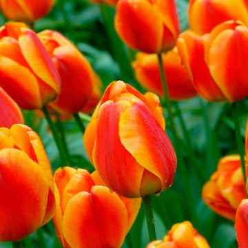 Orange Tulip Flower Seeds for Planting â€“ Heirloom, Non-GMO, Vibrant Blooms