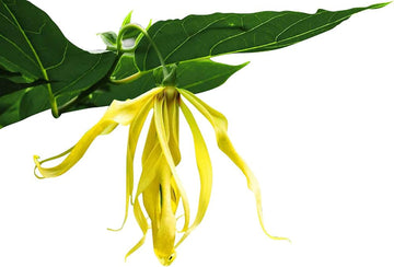 Cananga Odorata Flower Seeds for Planting - NON GMO Seeds