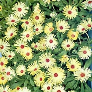 Yellow Red Ice Flower Seeds for Planting - 100 pcs