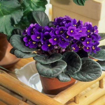 Violet African Violet Flower Seeds – Heirloom, Non-GMO Seeds for Planting Indoor Blooms