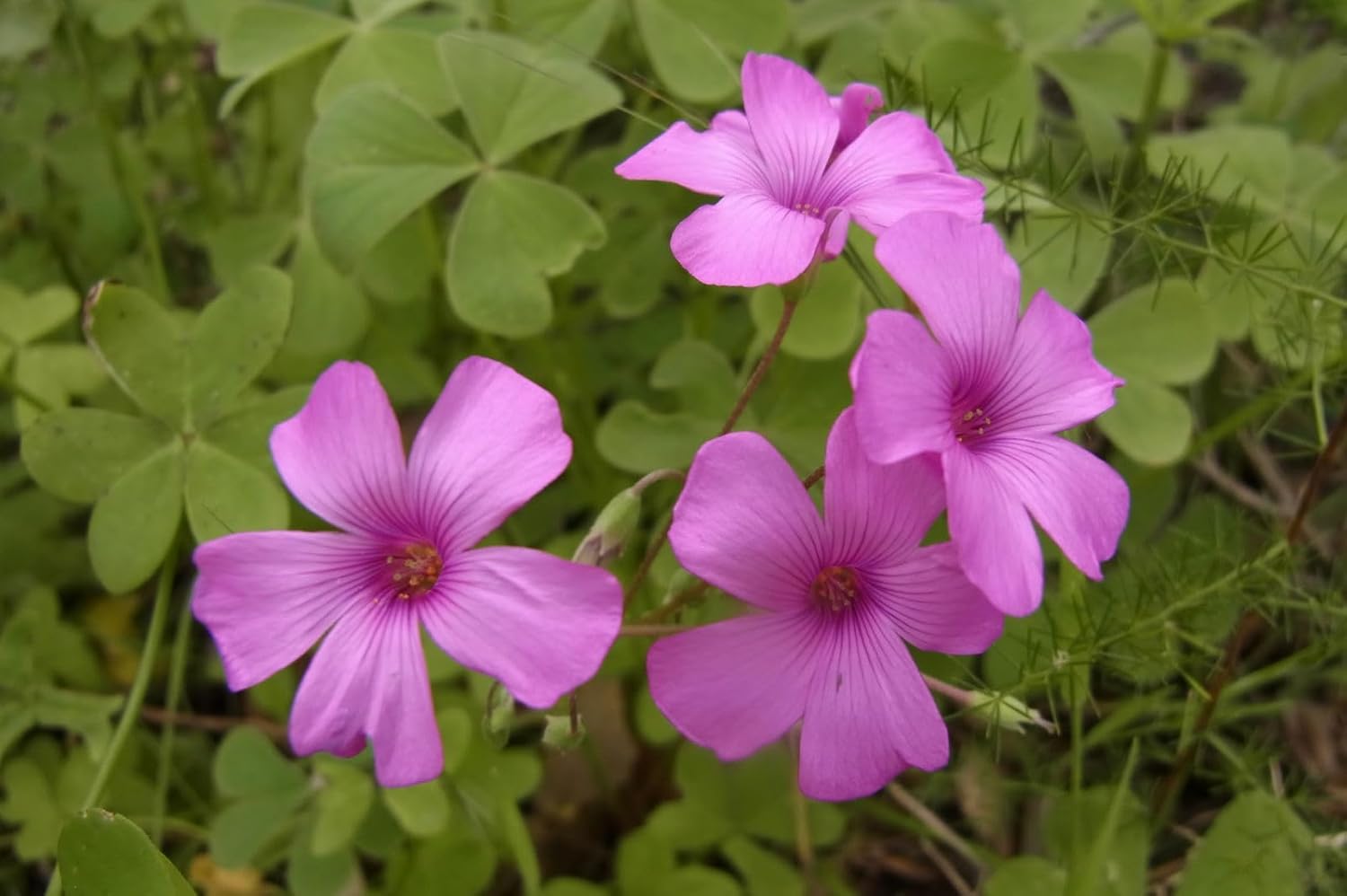 Oxalis Articulata Flower Seeds – Heirloom, Non-GMO Seeds for Planting Bright Pink Garden Blooms seeds for planting in home garden