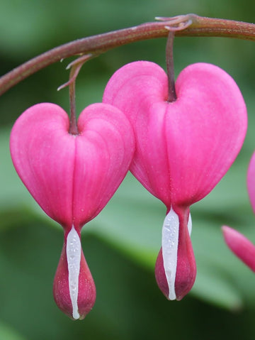 Poof Flower Seeds for Garden Planting - NON GMO Seeds