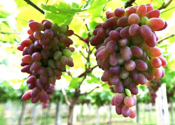Grape Fruit Seeds for Planting - Brown Green Color variety, Garden and Heirloom Seeds, GMO Free
