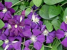 Violet Matthiola Flower Seeds for Planting - NON GMO Seeds