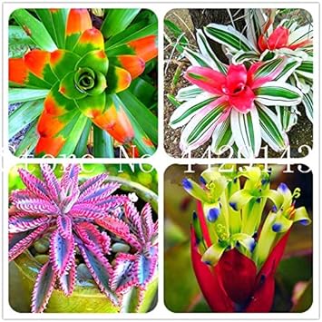 Bromeliad Tillandsia Bulbosa Pink Seeds for Planting NON GMO Seeds