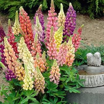 Lupin Pixie Flower Seeds – Heirloom Non-GMO Seeds for Compact and Colorful Garden Planting