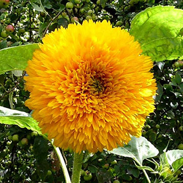 Heirloom Non-GMO Teddy Sunflower Flower Seeds for Planting – Fluffy Dwarf Garden Blooms