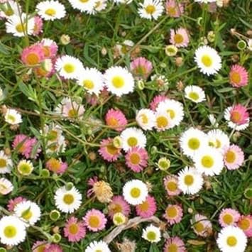 Mixed Karvinskianus Flower Seeds for Planting - 100 pcs