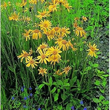 Yellow Mountain Arnica Flower Seeds for Garden - NON GMO Seeds