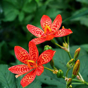 Red Leopard Flower Seeds for Planting - NON GMO Seeds