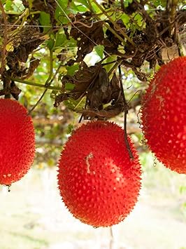 Gac Fruit Seed Variety for Exotic Fruit Lovers 100 Pcs pcs