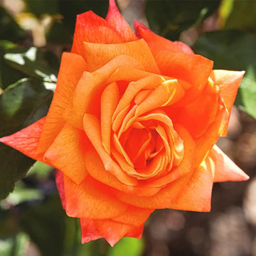 Dark Orange Rose Flower Plant Seeds Non-GMO Heirloom Garden Seeds for Planting and Growing