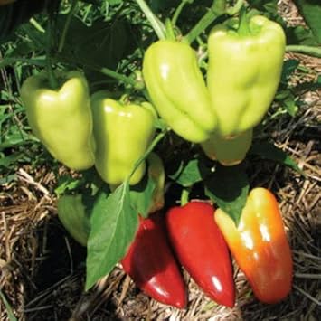 Gypsy Pepper Vegetable Seeds for Planting - 100 Pcs pcs