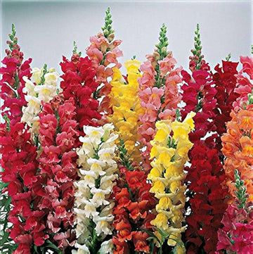 Snapdragon Flower Seeds for Planting, 100 pcs