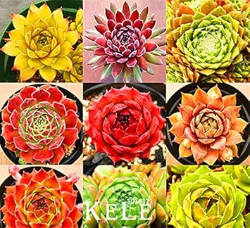 Mixed Sempervivum Plant Seeds for Planting - 100 pcs