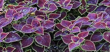 Heirloom Non-GMO Violet Coleus Plant Seeds for Planting – Vibrant Foliage Seeds