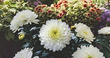 White Chrysanthemum or Quercifolia Flower Seeds for Planting - NON GMO Seeds