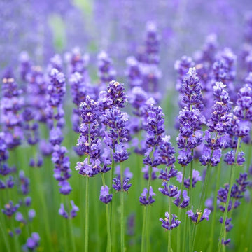 Heirloom Lavender Seeds ƒ?? Non-GMO Herb Seeds for Planting