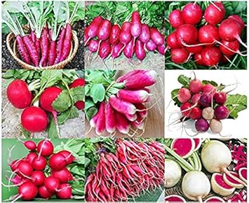 Radish Seeds for Planting, Mixed - heirloom & Non-GMO Seeds
