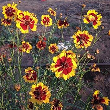 Red Yellow Coreopsis Flower Seeds ƒ?? Heirloom, Non-GMO Flower Seeds for Planting