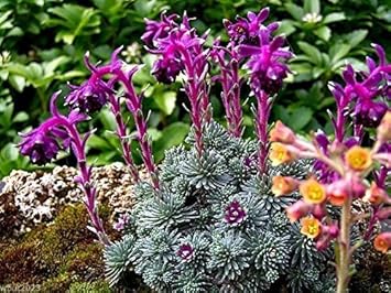Purple Saxifraga Sempervivum Planting Seeds for Garden NON GMO Seeds