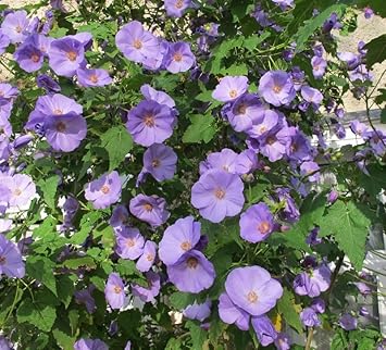 Heirloom Non-GMO Purple Abutilon Striatum Flower Seeds for Planting