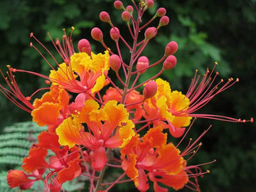 Red Caesalpinia or Peacock Flower Seeds for Planting - 100 pcs