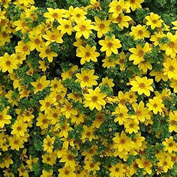 Yellow Bidens Flower Seeds for Planting, 100 pcs seeds for planting in home garden