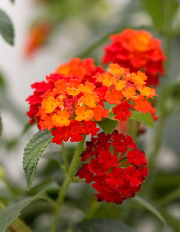 Orange Lantana Flower Seeds for Planting NON GMO Seeds