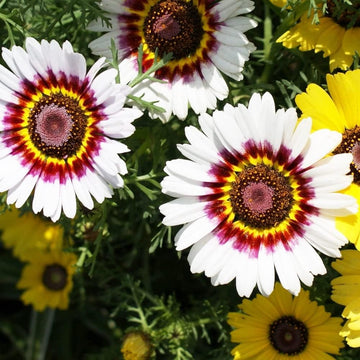 White Chrysanthemum Carinatum Flower Seeds for Planting - NON GMO Seeds