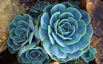 Sky Blue Ornamental Plant Seeds – Heirloom Non-GMO Seeds for Decorative Garden Planting