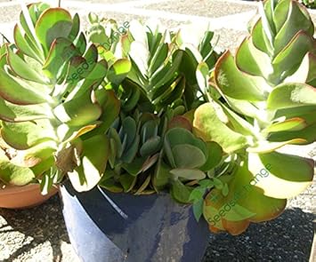 Green Kalanchoe Thyrsiflora Plant Seeds for Planting - heirloom & Non-GMO Seeds
