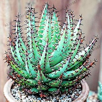 Aloe Vera Aloe barbadensis seeds for planting in home garden