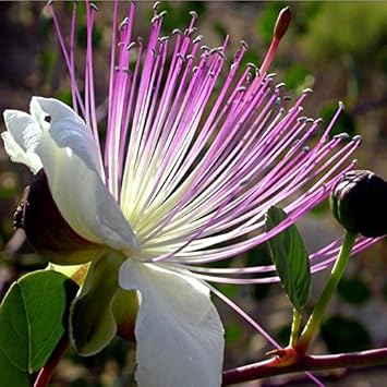 White Pink Capparis Spinosa Plant Seeds for Planting - NON GMO Seeds