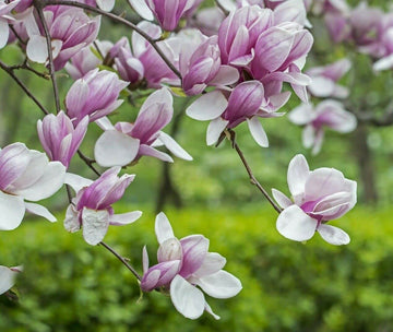 Soulangeana Flower Seeds for Planting - 100 pcs