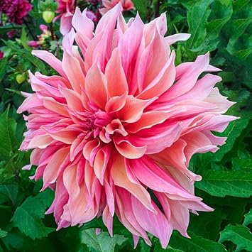 Dahlia Swan Island Seeds – Organic, Heirloom, Non-GMO Flower Seeds for Planting